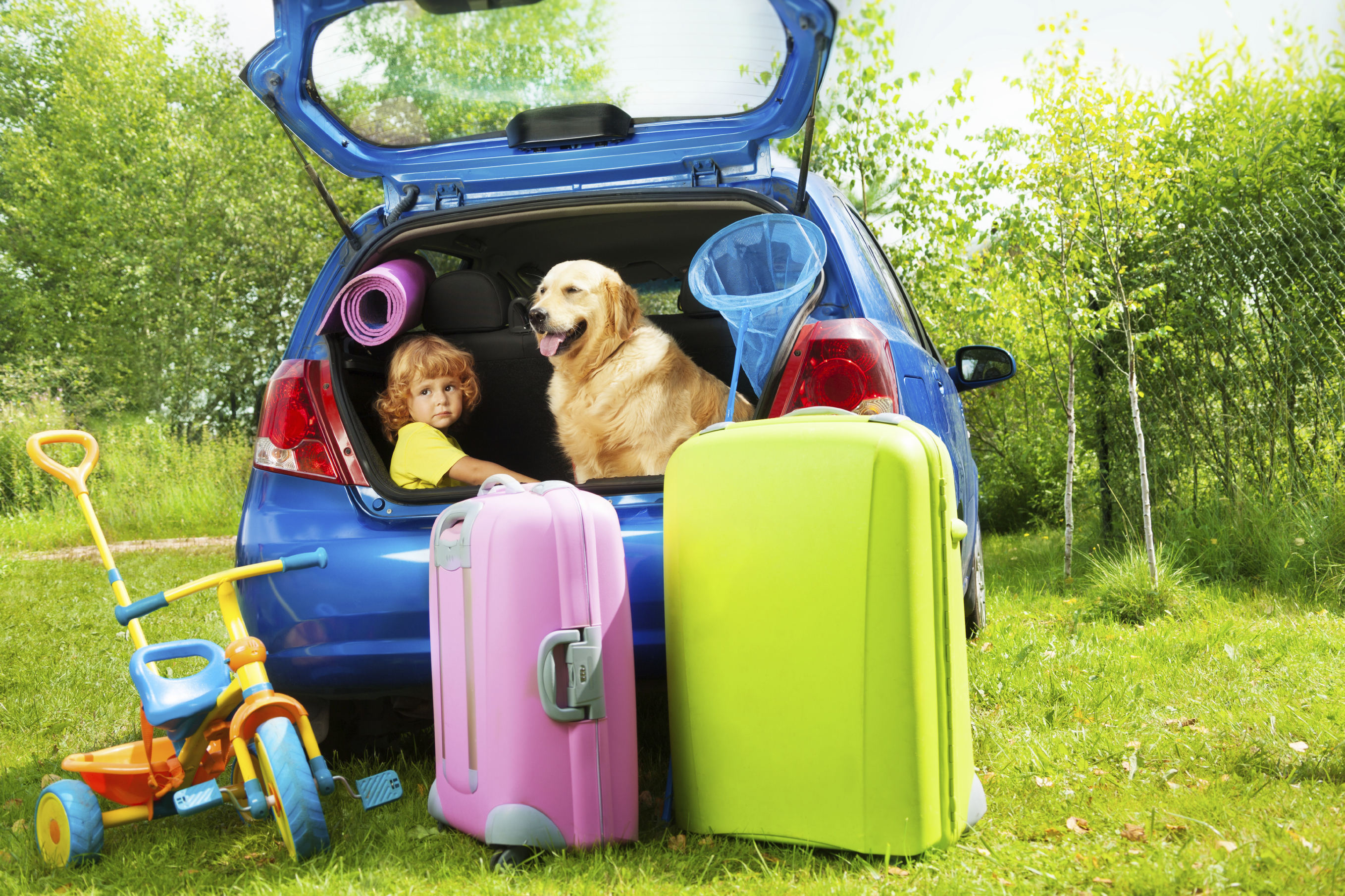Viajar con perro, gato y otros animales