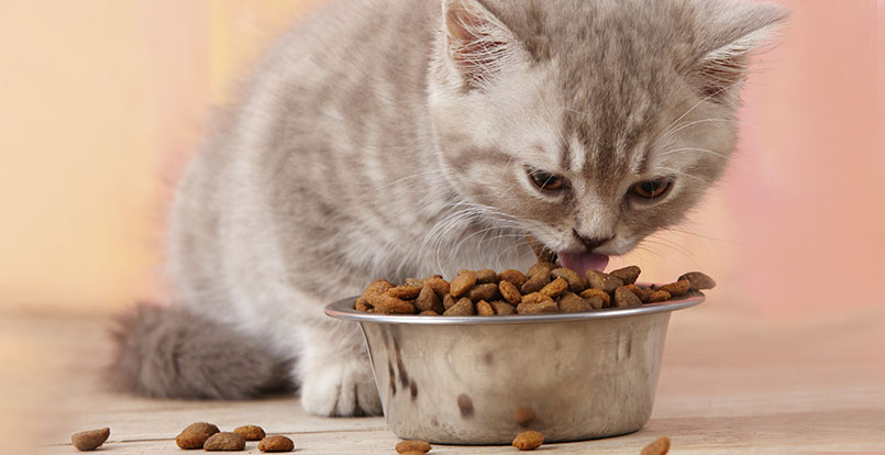 Compy Supreme: La importancia del DHA en las mascotas