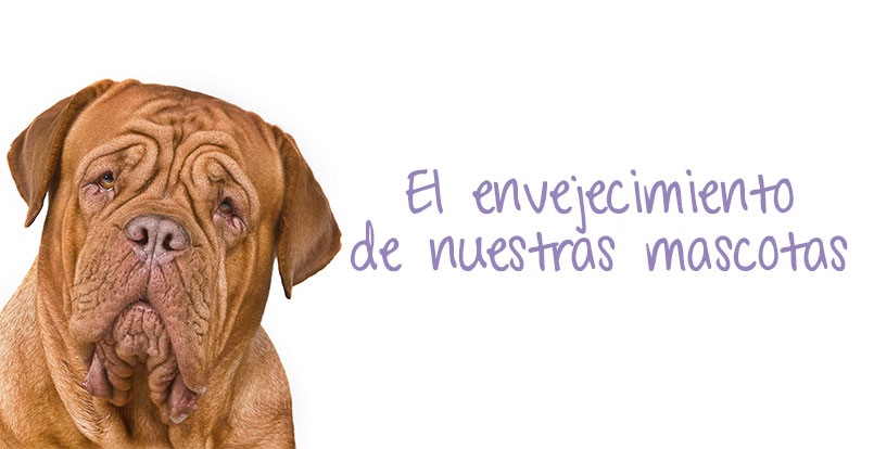 El envejecimiento de nuestros animales