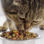 pienso mercadona compy