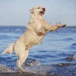 Comida perros mercadona