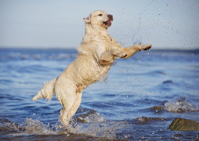 Perros, gatos y su alimentación: Vitaminas y minerales.