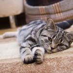 El sedentarismo en las mascotas