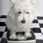 Mi perro está gordo