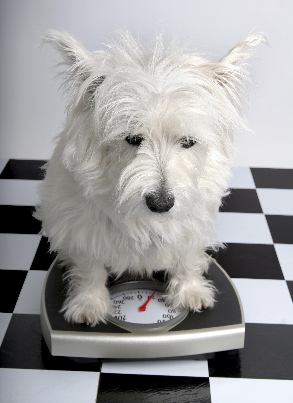 Obesidad en mascotas: la genética también influye