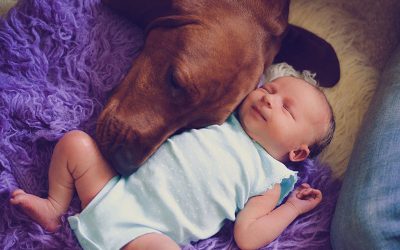 Bebés y mascotas: Cómo lograr una convivencia perfecta