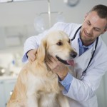 Problemas dermatológicos de la piel en los perros