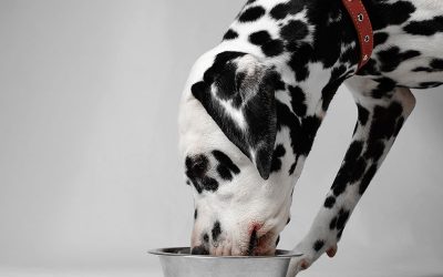 Consejos de alimentación para perros y gatos senior