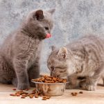 gatos comiendo pienso