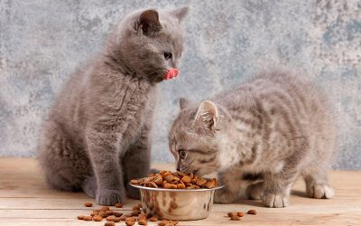 ¿Cómo decidir un buen pienso para mi mascota?