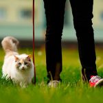 consejos sacar tu gato a pasear