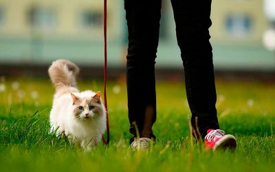 Consejos sobre cómo sacar a pasear a nuestro gato