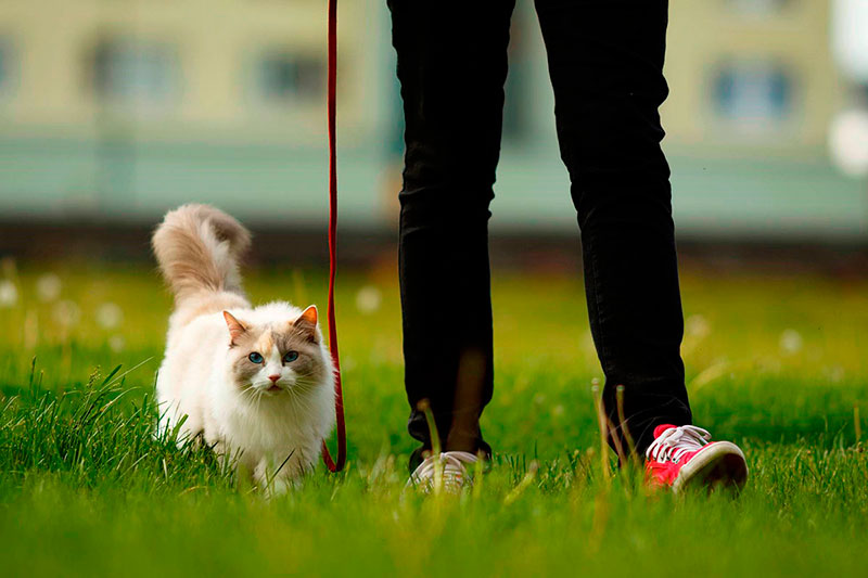 Consejos sobre cómo sacar a pasear a nuestro gato