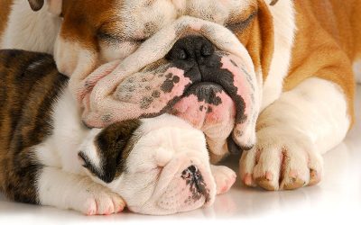 Problemas hereditarios en perros