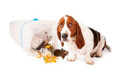 ¿Qué hacer si te encuentras un perro o gato abandonado o perdido?