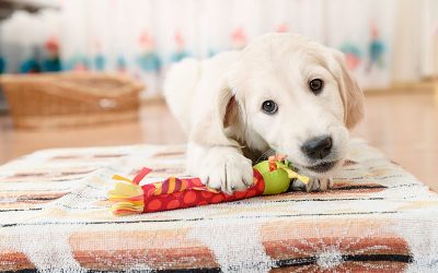 Los gatos y perros más longevos