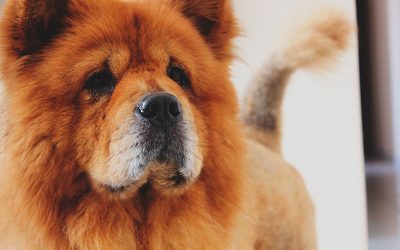 Las razas de perros peludos más adorables