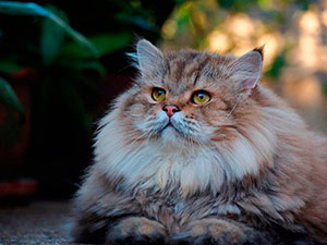 Gatos héroes y gatos históricos y famosos