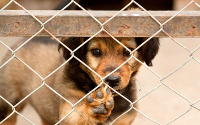 Voluntariado en protectoras de animales ¿Cómo puedo colaborar?