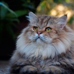 gatos héroes, históricos y famosos