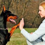 perro doberman con chica