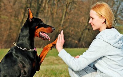 Razas de perro peligrosas, ¿lo son realmente?