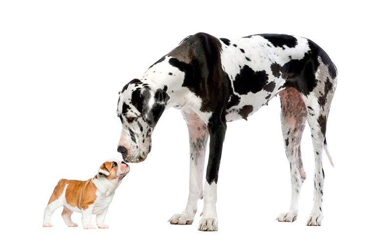 Record Guinness animales más grandes del mundo