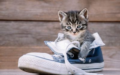 Las mascotas más pequeñas del mundo