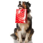 perro con premio regalo