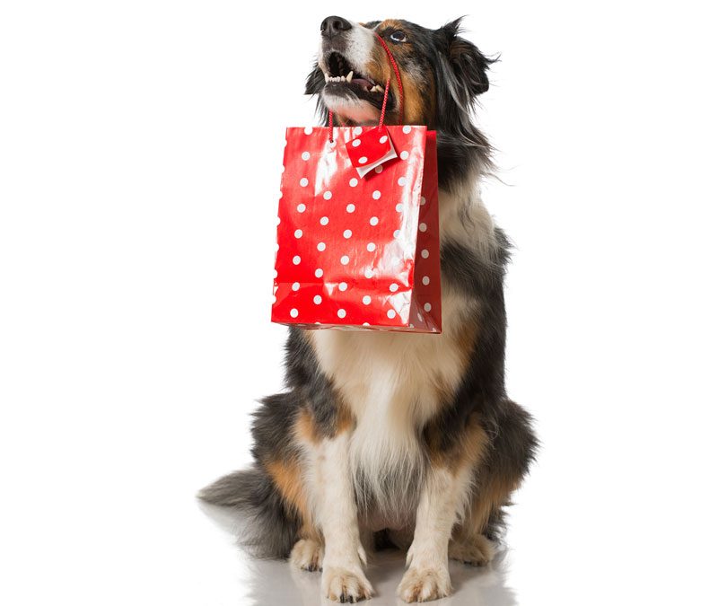 Los mejores premios y regalos para perros y gatos