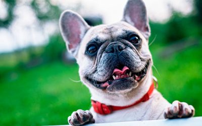 La Braquicefalia, problemas y efectos en mascotas