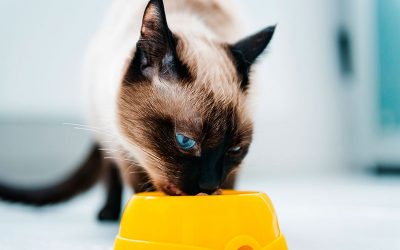 Descubre los nuevos tipos de piensos Compy para gatos