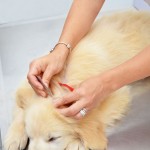 Veterinario buscando parásitos en un perro