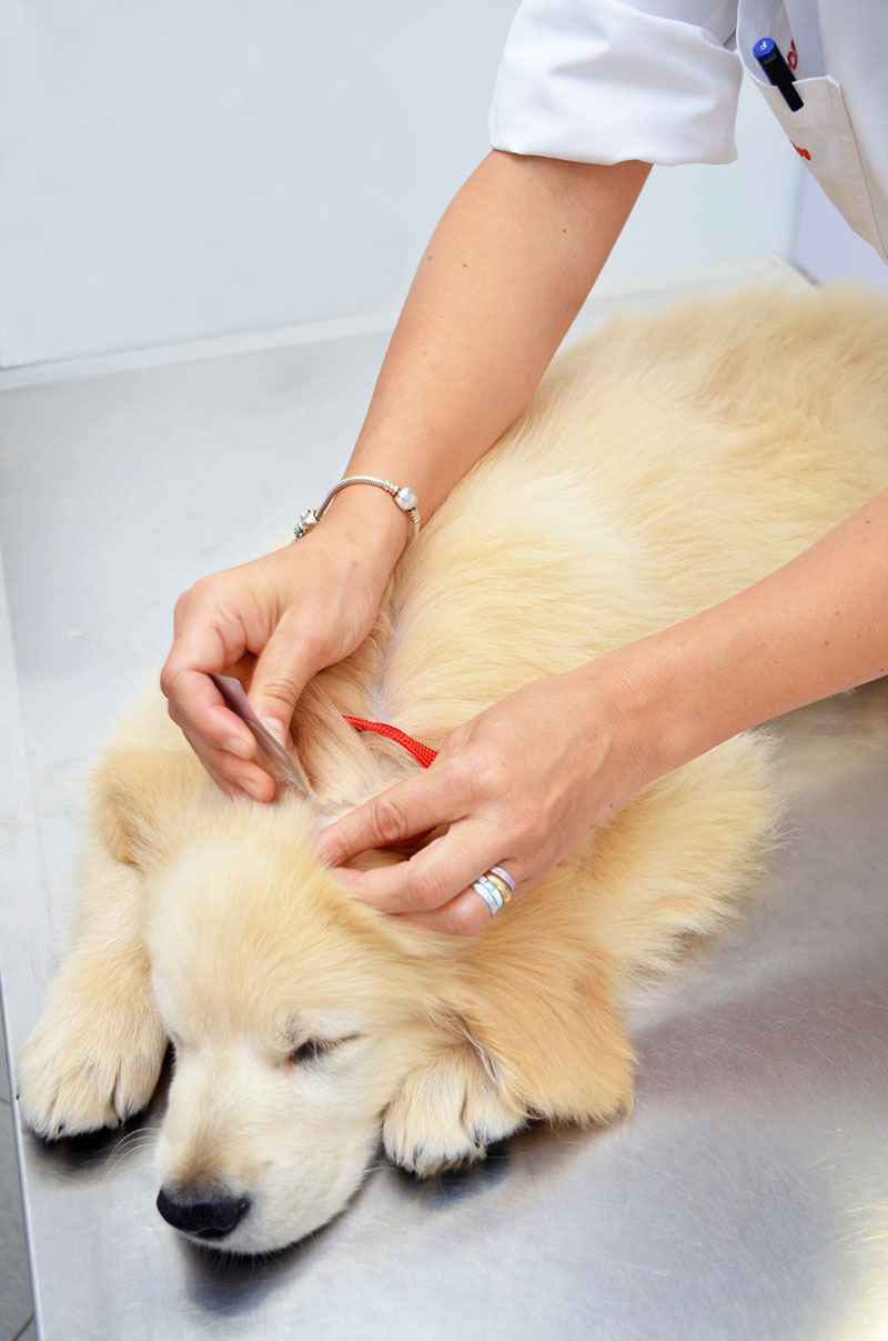 Parásitos más frecuentes en perros y gatos