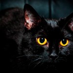 brillo hojos gato oscuridad