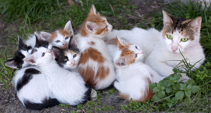 Camadas de gatos con más de un padre