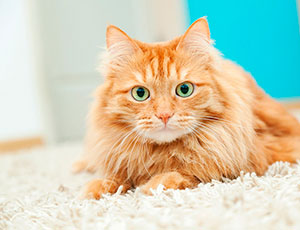 Nuevo pienso Compy Supreme Gatos Salmón y Arroz