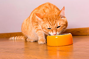 ¿Por qué los alimentos para gatos tienen que tener taurina?