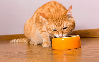 ¿Por qué los alimentos para gatos tienen que tener taurina?