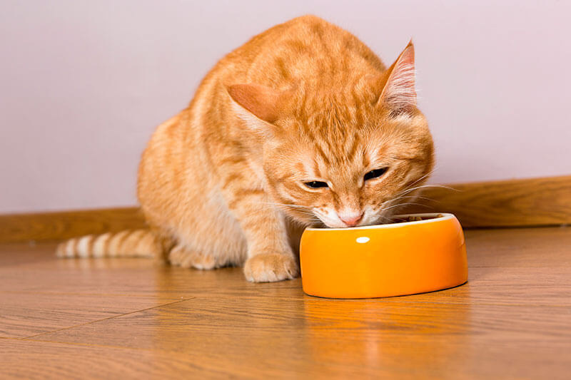 ¿Por qué los alimentos para gatos tienen que tener taurina?