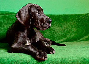 Nuevo Compy Supreme para perros de razas medianas y grandes