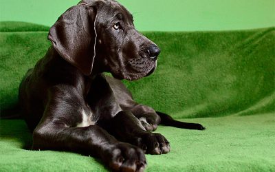 Compy Supreme rico en Pollo y Arroz para perros de razas medianas y grandes