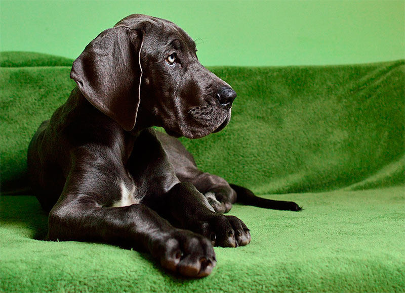 Compy Supreme rico en Pollo y Arroz para perros de razas medianas y grandes