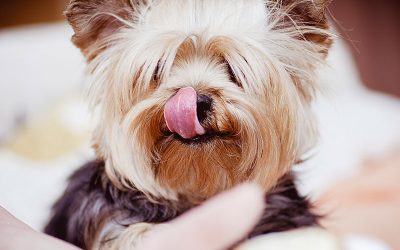 Compy Supreme para perros de razas pequeñas rico en Pollo y Arroz