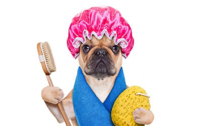 ¿Cuándo se puede lavar a un perro? Mitos sobre el lavado canino