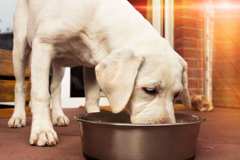 Cómo hacer cambios de alimentación para perros y gatos