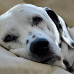 enfermedad moquillo perros