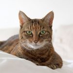 pienso gatos adultos