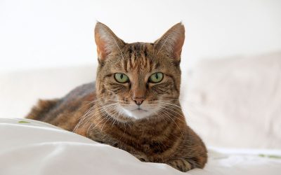 Pienso Compy Supreme Pollo y Arroz para gatos adultos