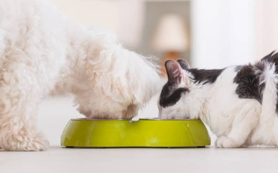 ¿Qué información podemos encontrar en una etiqueta de alimento para mascotas?